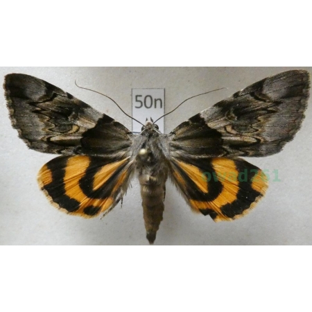 Catocala fulminea (Scopoli, 1763) Wstęgówka śliwica Poland50n